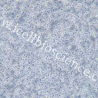 DC2.4细胞 | DC 2.4细胞 | DC 2.4 | DC2.4 | 小鼠树突状细胞/STR