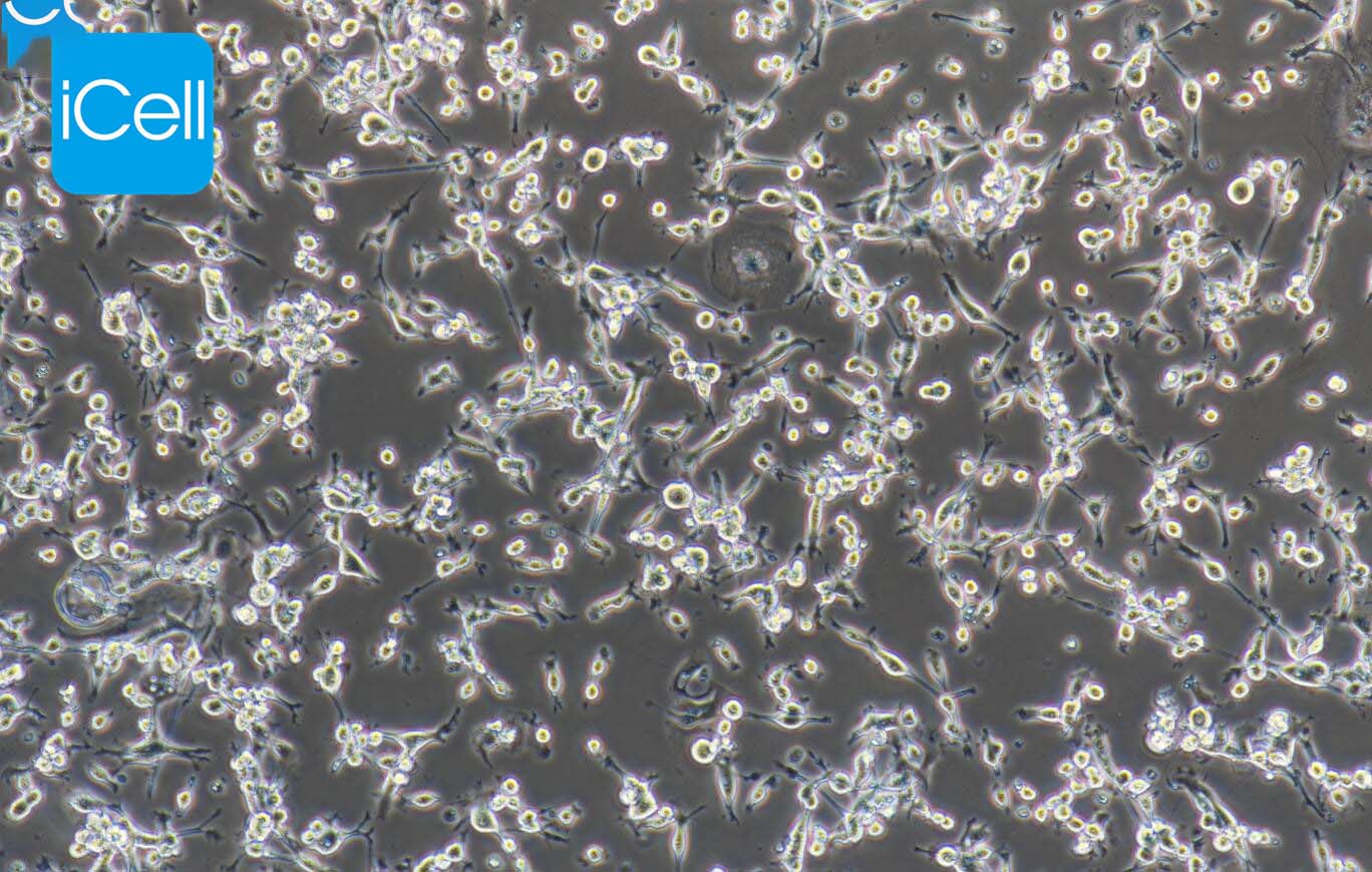 CT26 |CT26细胞|CT-26|CT-26细胞|CT-