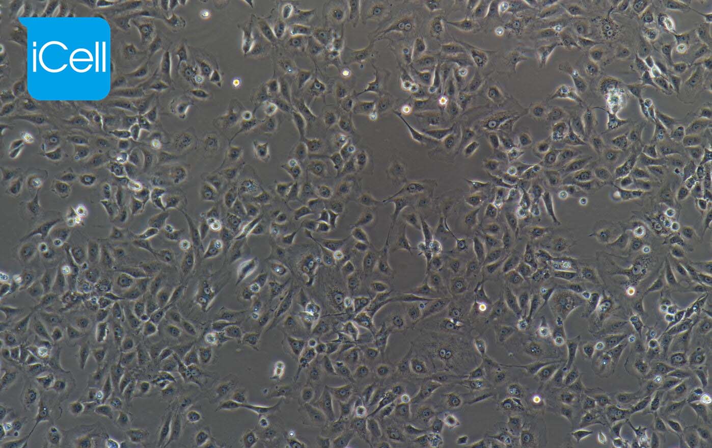 BRL-3A | BRL-3A细胞 | BRL3A | BR