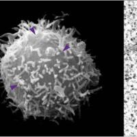 Mag-Tosyl磁性微球