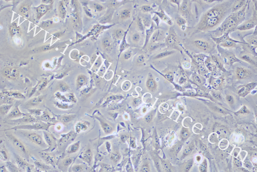 NP69 |NP69细胞|NP-69|NP-69细胞|NP-