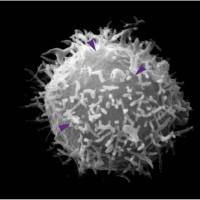 生物源性纳米磁珠