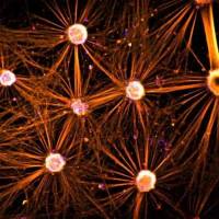 Axol Bioscience axoCells运动神经元