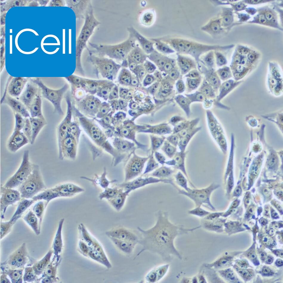Renca |Renca细胞|Renca细胞|小鼠肾癌细胞/种属鉴定/镜像绮点（Cellverse）