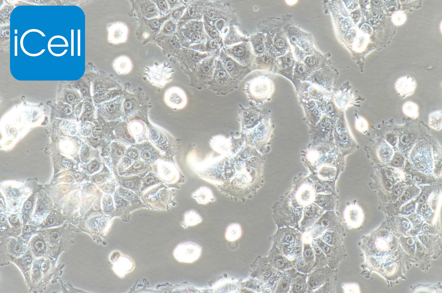 AML12 |AML12细胞|AML-12|AML-12细胞