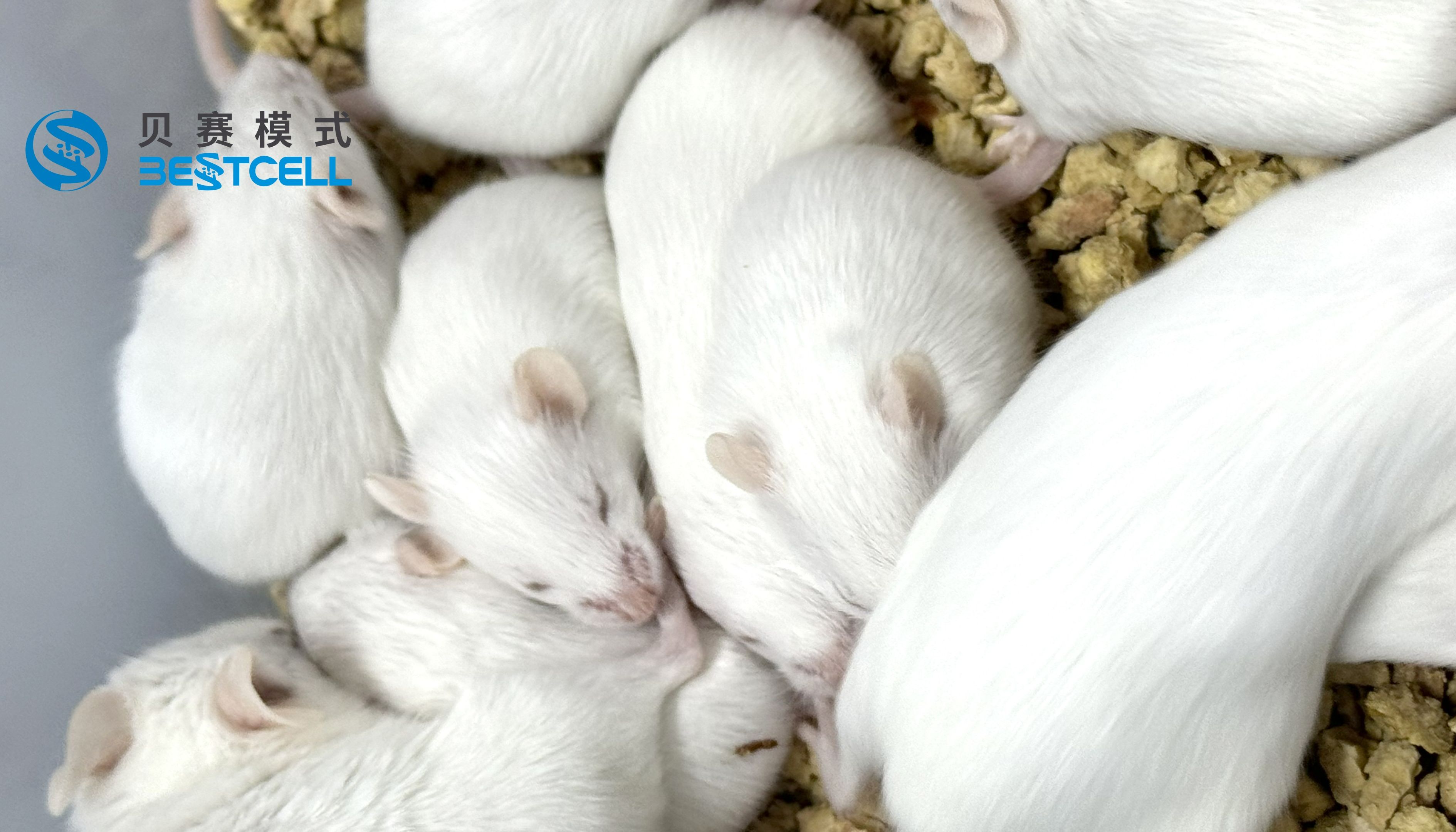 动物模型 | 小鼠特异性皮炎模型