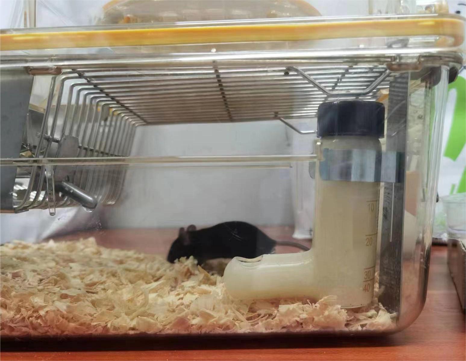 小黍有泰酒精饲料：助力酒精性肝病研究，实现100%造模成功率