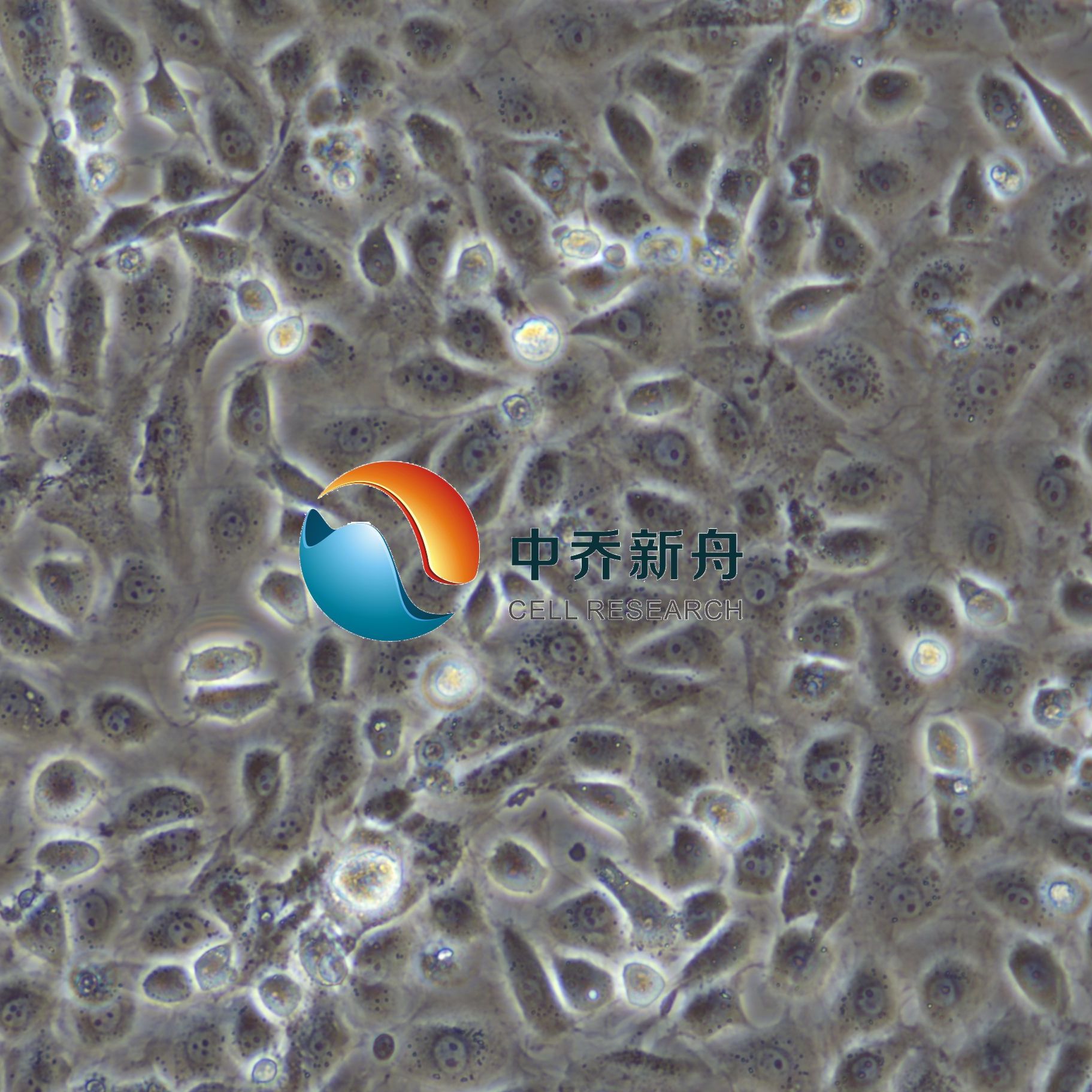 小鼠结肠上皮细胞