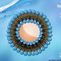 β 环糊精修饰的MMP2 响应性脂质体包载吡非尼酮和吉西他滨