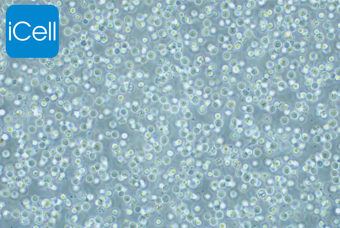 SU-DHL-4 |SU-DHL-4细胞|SUDHL4|SU