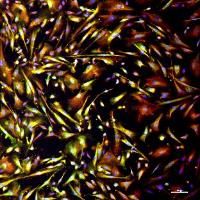 iPSC来源的健康型人源星形胶质细胞