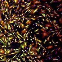 iPSC来源的健康型人源星形胶质细胞