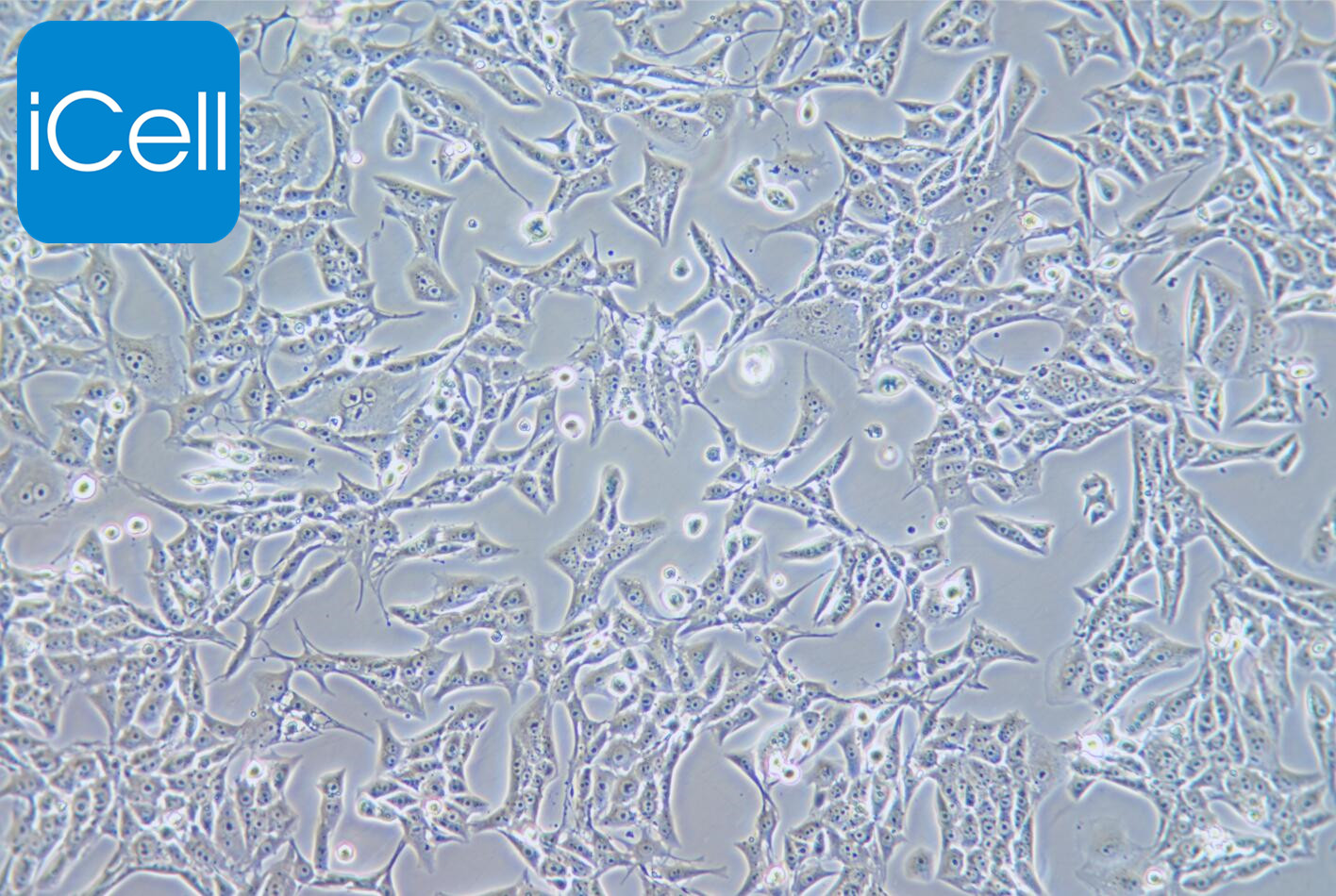 Renca |Renca细胞|Renca细胞|小鼠肾癌细胞/