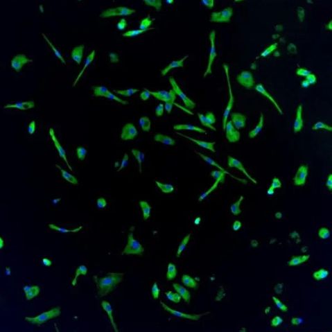 Axol Bioscience axoCells小胶质细胞