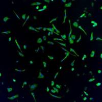 Axol Bioscience axoCells小胶质细胞