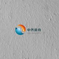 小鼠真皮毛乳头细胞