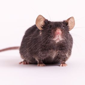 C57BL/6J 小鼠