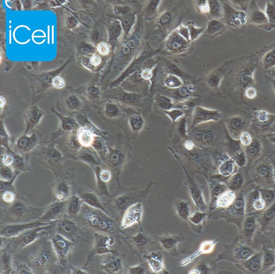 BRL-3A | BRL-3A细胞 | BRL3A | BRL3A细胞 | BRL3A 大鼠肝细胞 | 种属鉴定