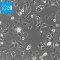 BRL-3A | BRL-3A细胞 | BRL3A | BRL3A细胞 | BRL3A 大鼠肝细胞 | 种属鉴定