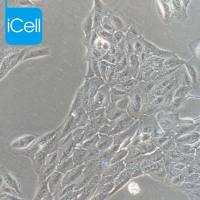 ARPE-19 |ARPE-19细胞|ARPE19|ARPE19细胞|AR19 人视网膜上皮细胞/STR鉴定/镜像绮点(Cellverse)