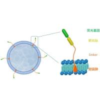 已知靶向肽序列的外泌体靶向改造脂锚定制服务--靶向递送定制化研究