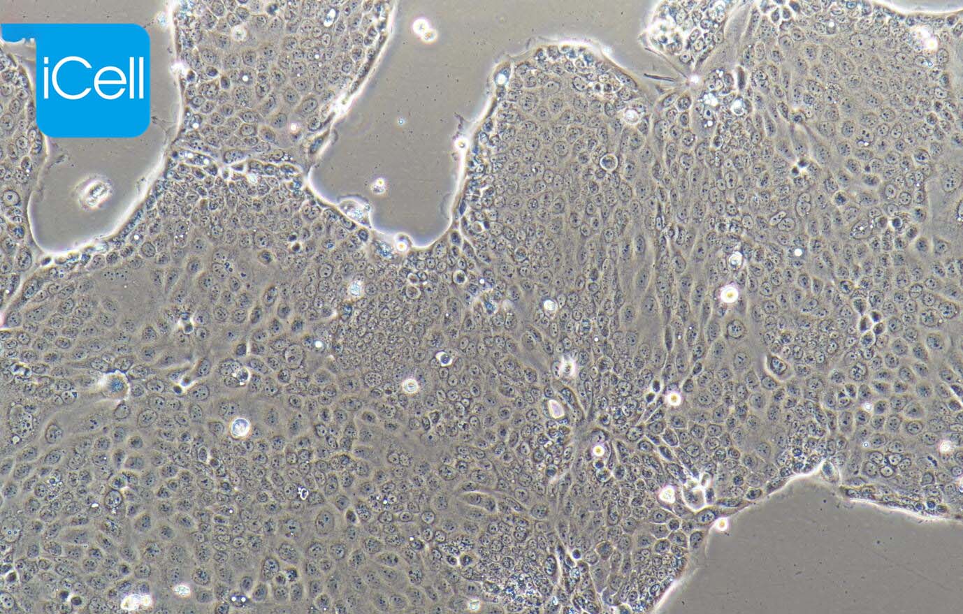 Capan-2细胞、Capan2细胞、Capan-2、Cap