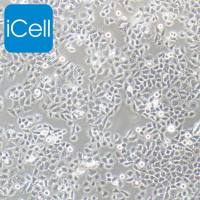 SMMC-7721  |  SMMC-7721  |  SMMC-7721细胞  |  SMMC