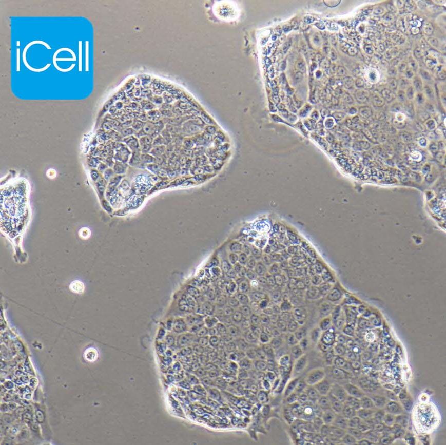 Capan-2细胞、Capan2细胞、Capan-2、Capan2、人胰腺癌细胞、镜像绮点(Cellverse)