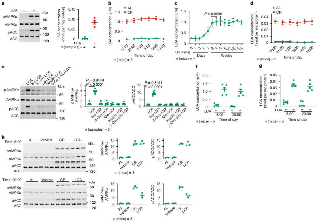 Nature | 南模生物助力揭示石胆酸模拟热量限制的抗衰老效果