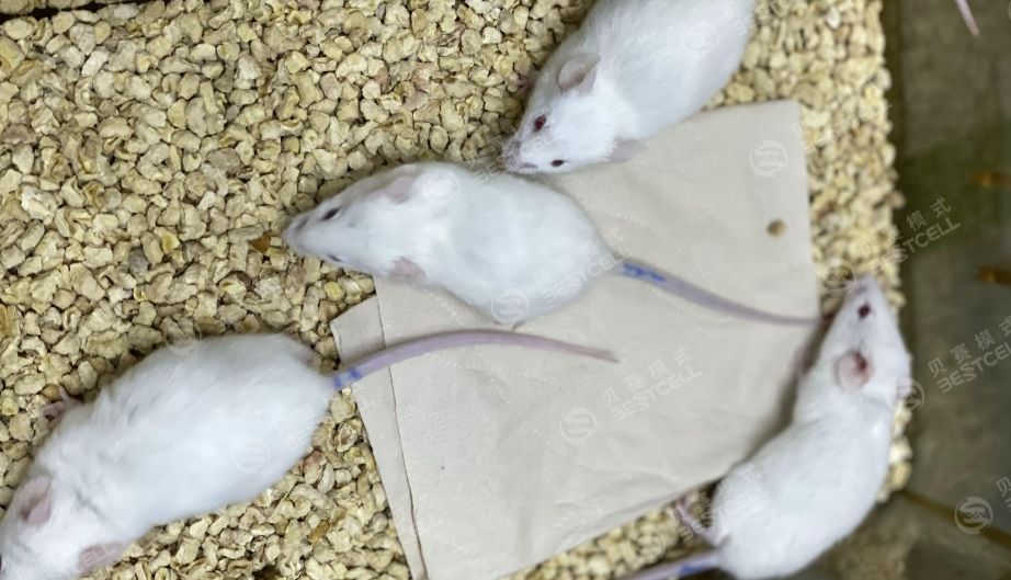 动物模型 | 小鼠急性肺损伤模型