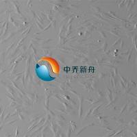 人肾小球系膜细胞