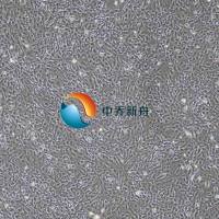 小鼠骨骼肌细胞