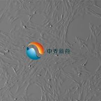 人骨骼肌腹肌成纤维细胞