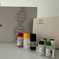 Bovine Hepervirus 2 (BHV-2)牛疱疹病毒2型探针法荧光定量PCR试剂盒