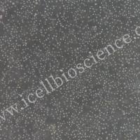 兔T淋巴细胞/免疫荧光鉴定