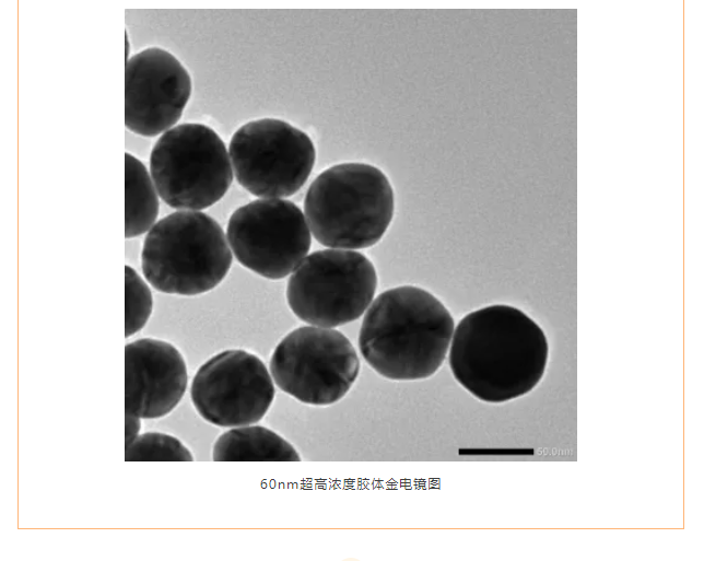 免疫层析优质标记原料|超高浓度单分散胶体金