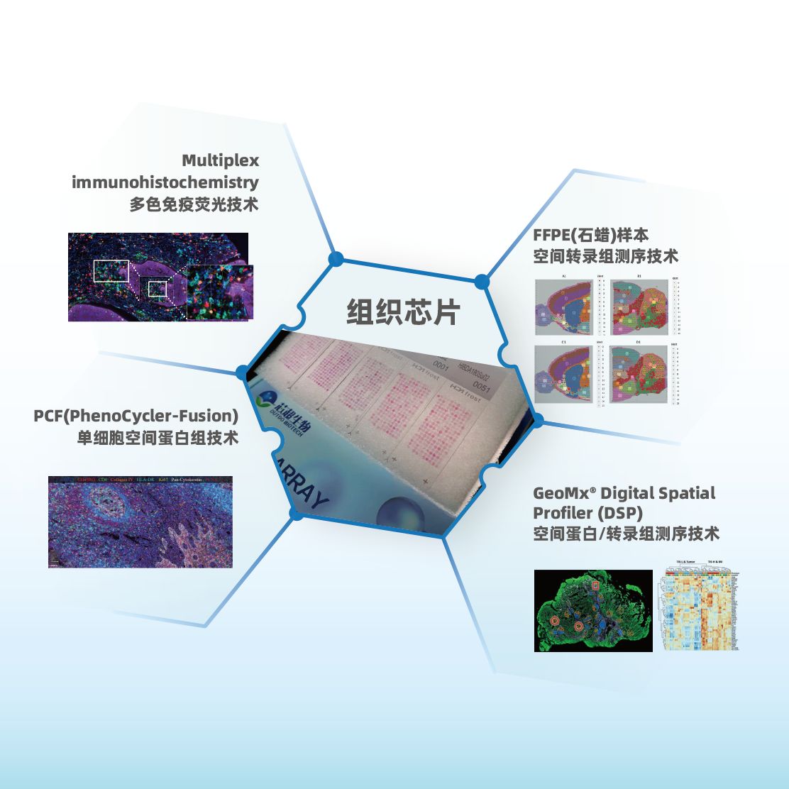 组织原位空间组学服务