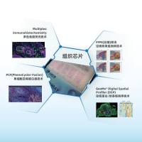 组织原位空间组学服务
