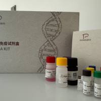 Aeromonas sobria温和气单胞菌探针法荧光定量PCR试剂盒