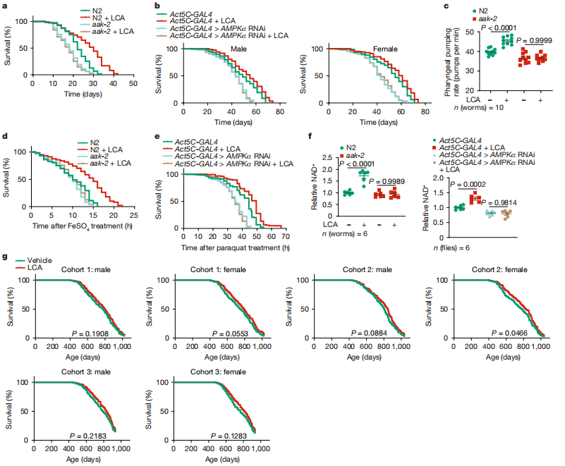 Nature | 南模生物助力揭示石胆酸模拟热量限制的抗衰老效果