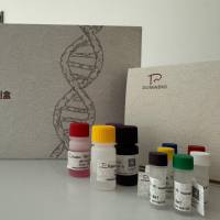 Aeromonas salmonicida灭鲑气单胞菌探针法荧光定量PCR试剂盒