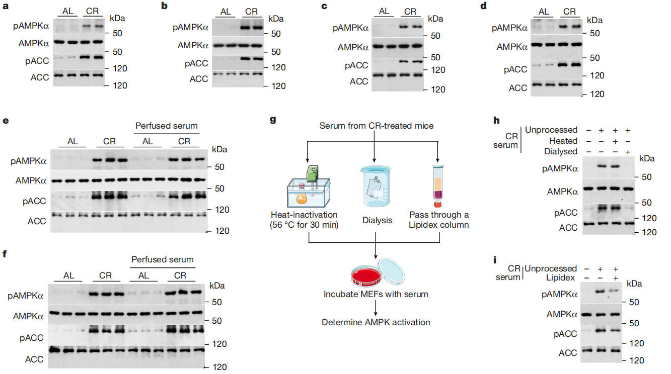 Nature | 南模生物助力揭示石胆酸模拟热量限制的抗衰老效果