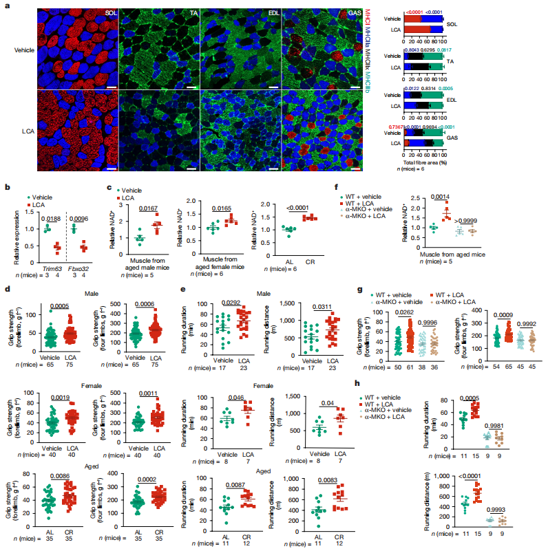 Nature | 南模生物助力揭示石胆酸模拟热量限制的抗衰老效果
