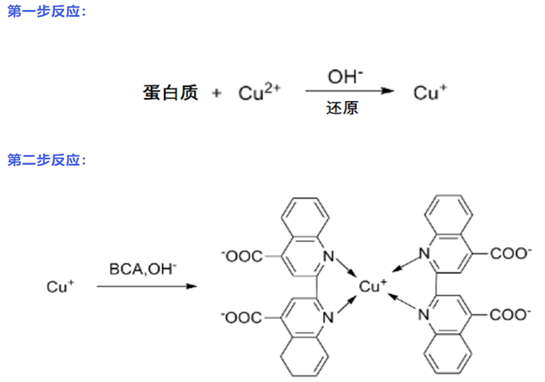 实验干货｜蛋白质浓度测定之BCA法的技巧