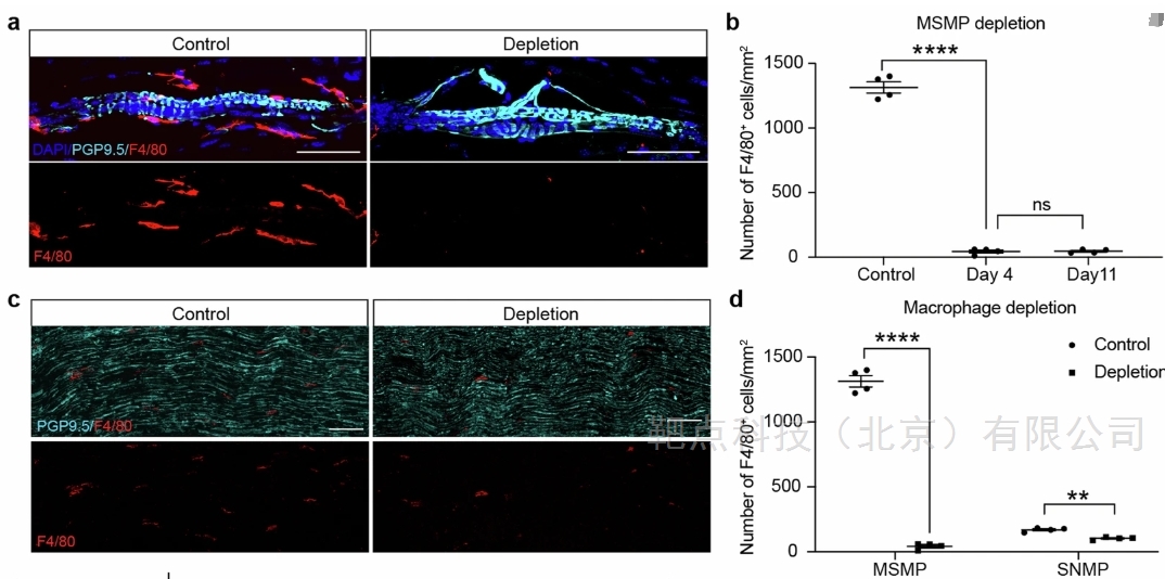 Nature：巨噬细胞是神经元细胞吗？