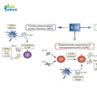 辰辉创聚生物®Nebulabio 重组细胞因子和蛋白支持生命科学研究领域的临床开发