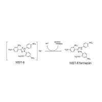 辰辉创聚生物®Nebulabio 细胞增殖及毒性检测试剂盒(CCK-8)