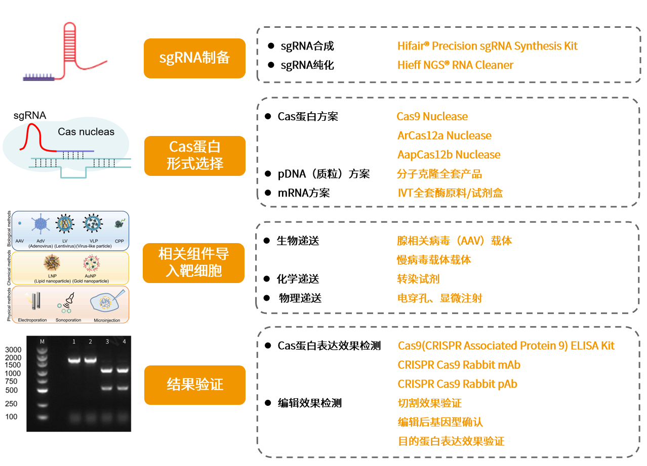 干货 | 基因编辑探秘系列之产品选购指南