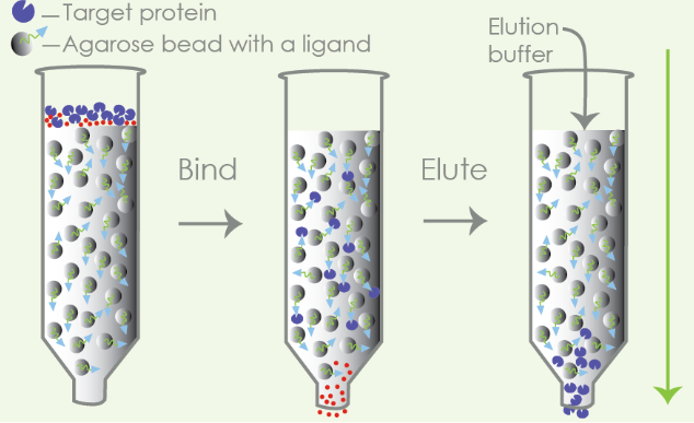UCF.ME® rTEV蛋白酶：无残留精准切除蛋白标签的高效解决方案