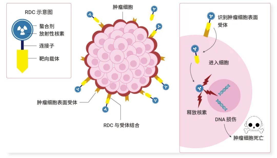 放射性核素 RDC？"干掉" 肿瘤的同时会不会杀死我？ | MCE 